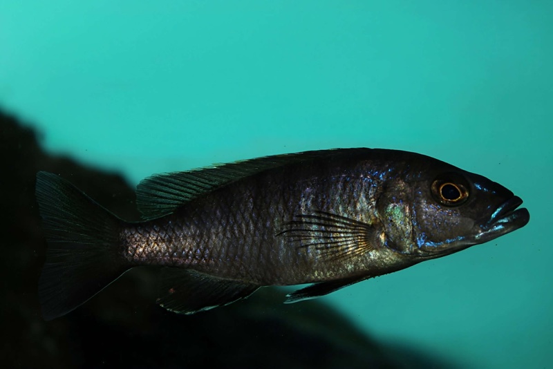 Sciaenochromis fryeri 'Jalo Reef'